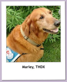 Marley, THDX