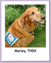 Marley, THDX