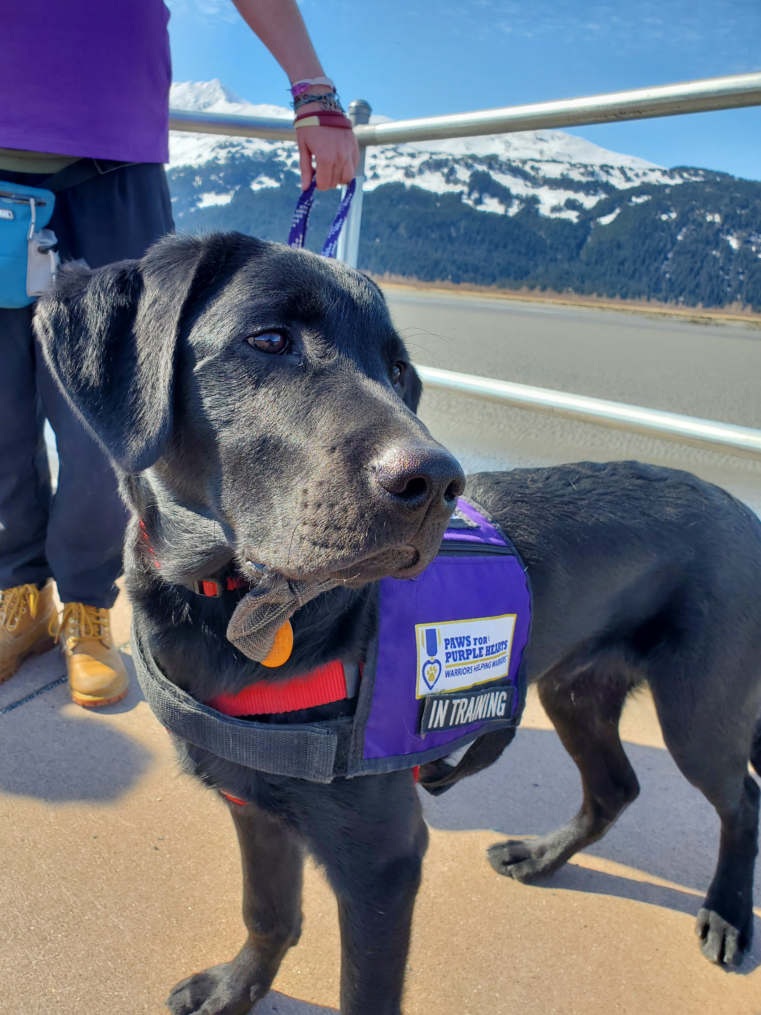 A black service dog wearing a purple vest with a label that says 'In Training' and 'Paws for Purple Hearts' standing outdoors on a bridge with snow-capped mountains in the background.