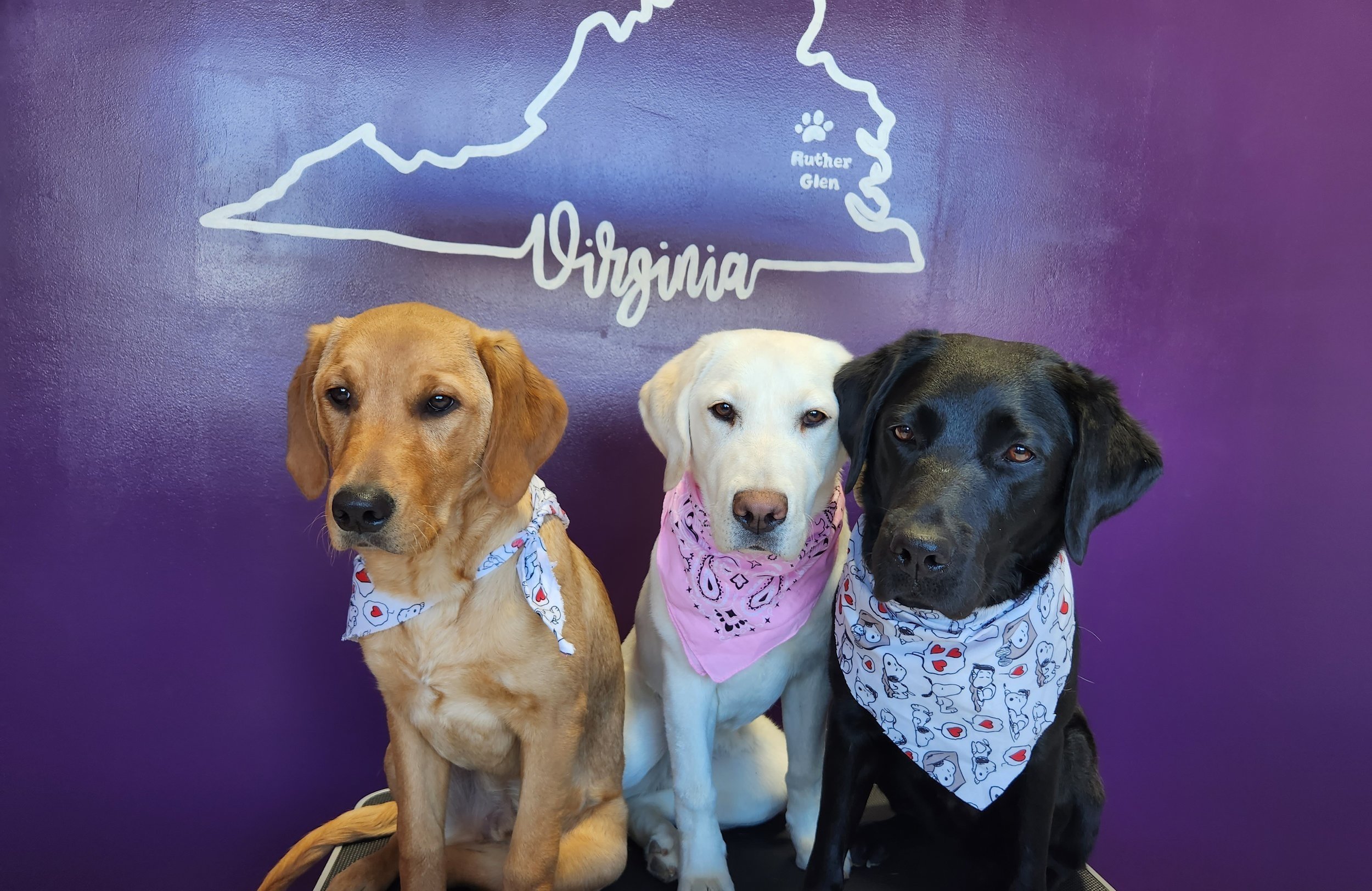 Three dogs sitting in front of a purple wall with a white outline of Virginia and the text Virginia. The dog on the left is a tan-colored Labrador Retriever mix with long ears and a white bandana with a red and blue pattern. The middle dog is a white Labrador Retriever with a pink bandana with black designs. The dog on the right is a black Labrador Retriever with a white bandana with cartoon faces and red hearts.