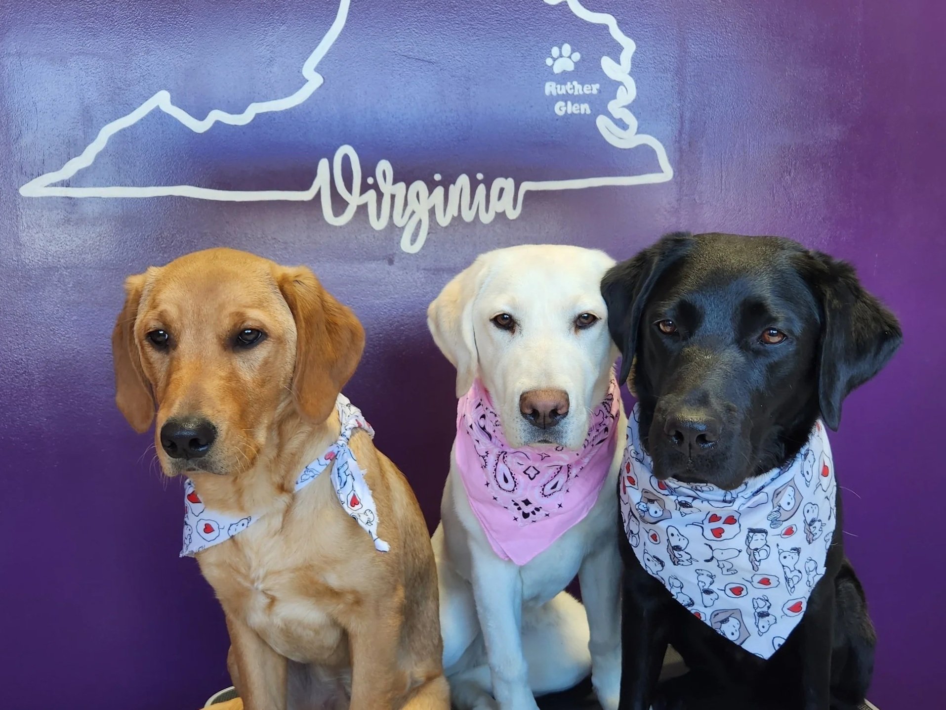 Three dogs wearing bandanas sitting in front of a purple wall with a white outline map of Virginia, highlighting Ruther Glen.