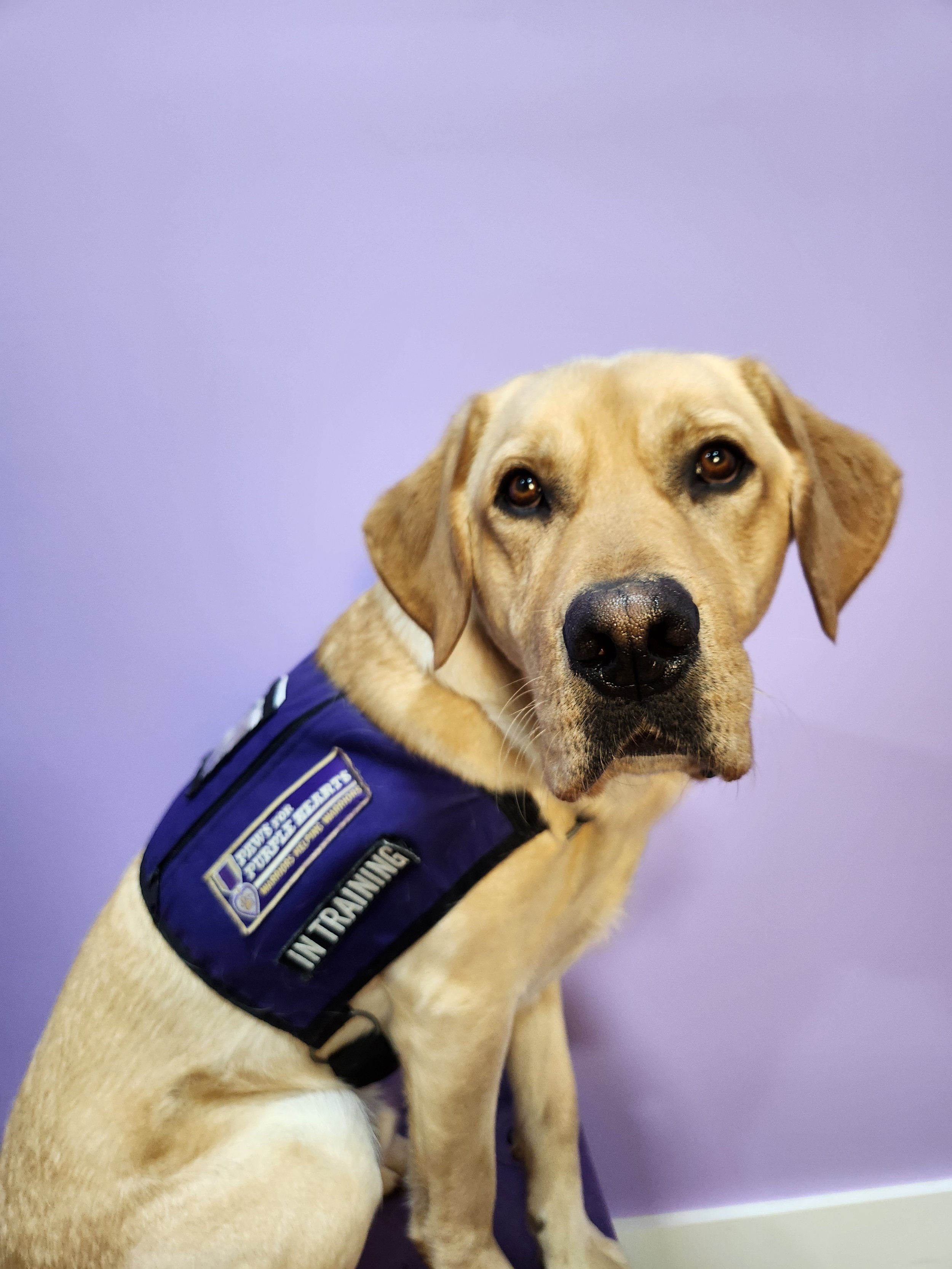 A yellow Labrador Retriever in training wearing a blue vest with the Department of Public Safety and Police Department logo, sitting against a purple wall.
