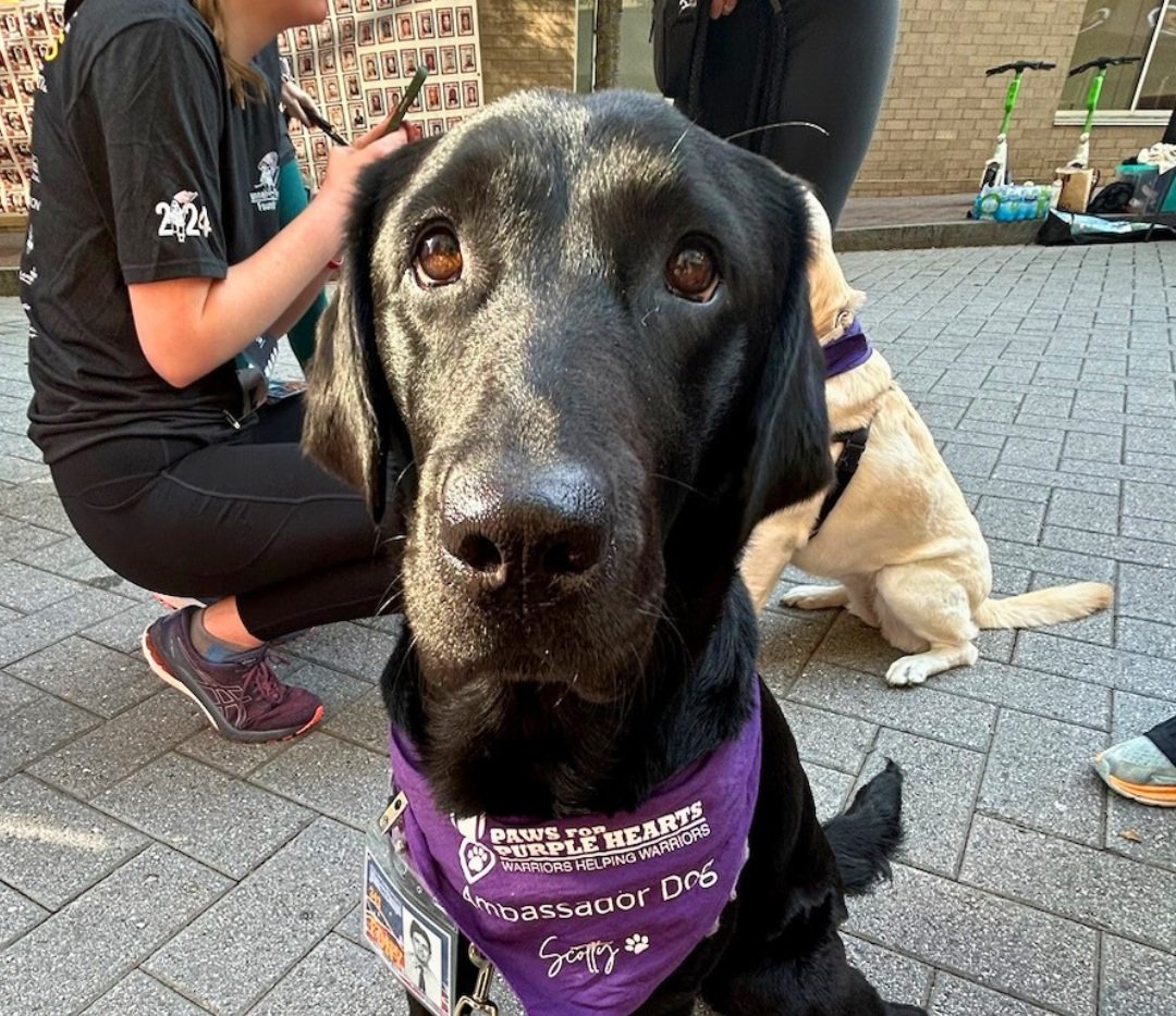 Close-up of an older black Labrador Retriever wearing a purple bandana that reads "Paws for Purple Hearts, Soldiers Helping Warriors, Ambassador Dog Scout," sitting on a paved outdoor area with people and another dog in the background.