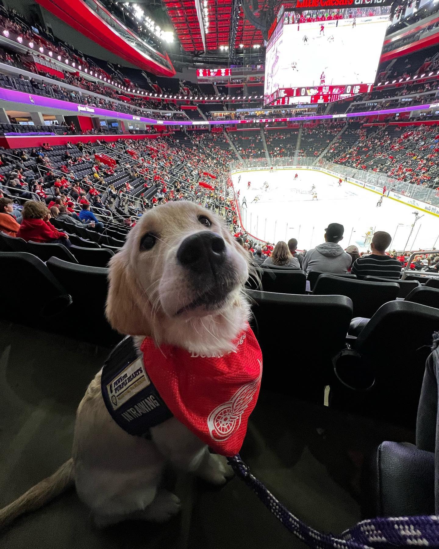 A puppy sitting in a sports arena with ice hockey game in progress, audience in the background, puppy wearing a red bandana and harness.