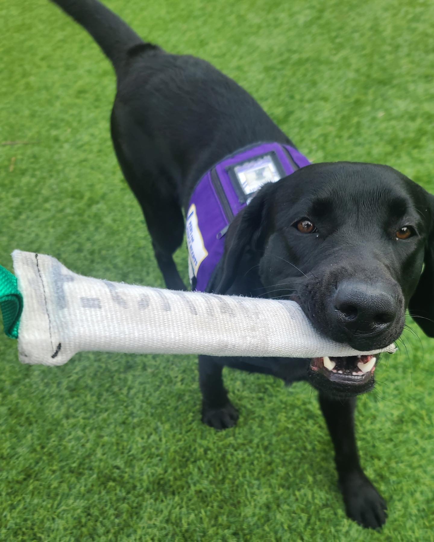 A black Labrador retriever wearing a purple service vest holding a training dummy in its mouth on a grassy field.