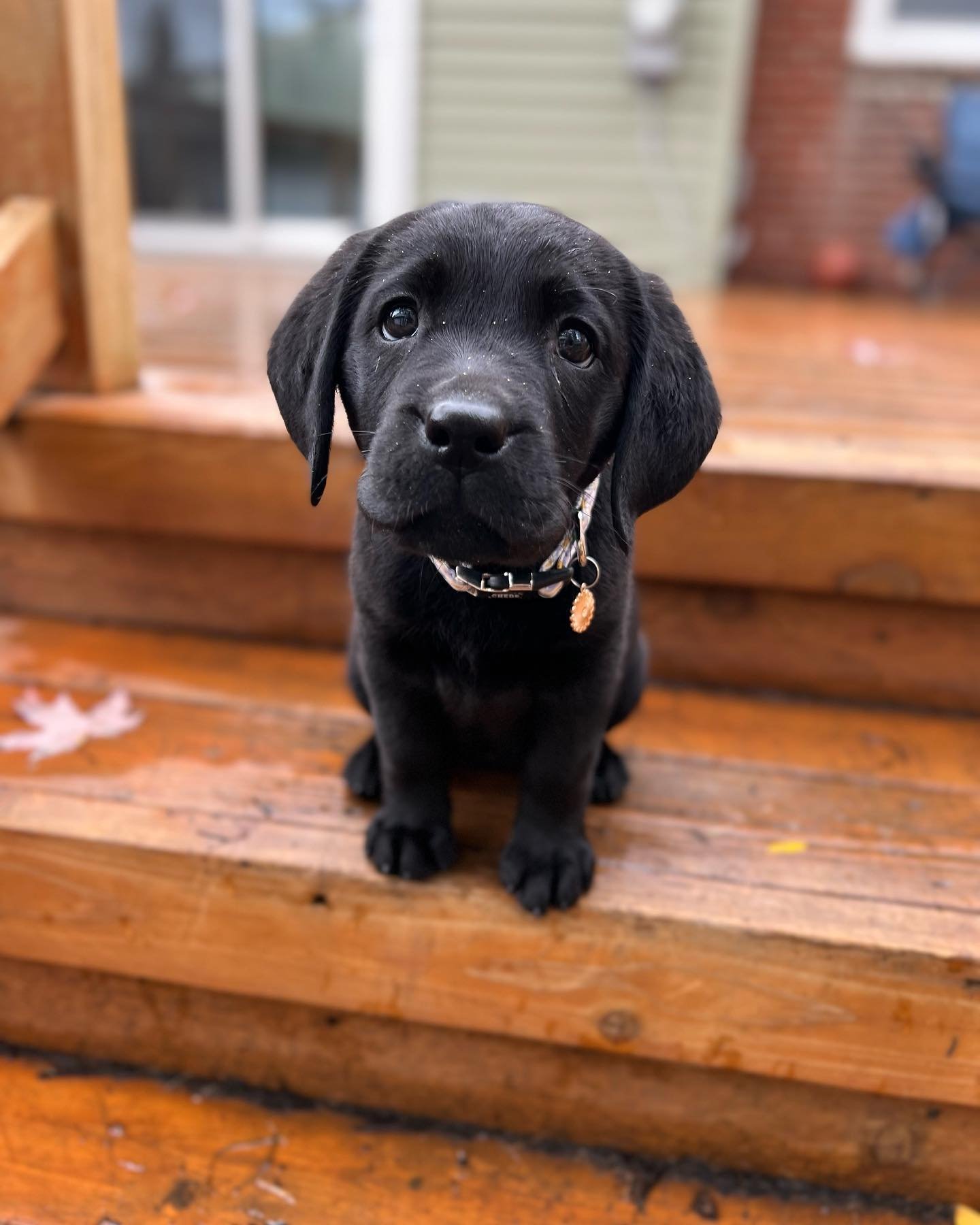 A black puppy sitting on a wooden porch, looking at the camera with a curious expression.
