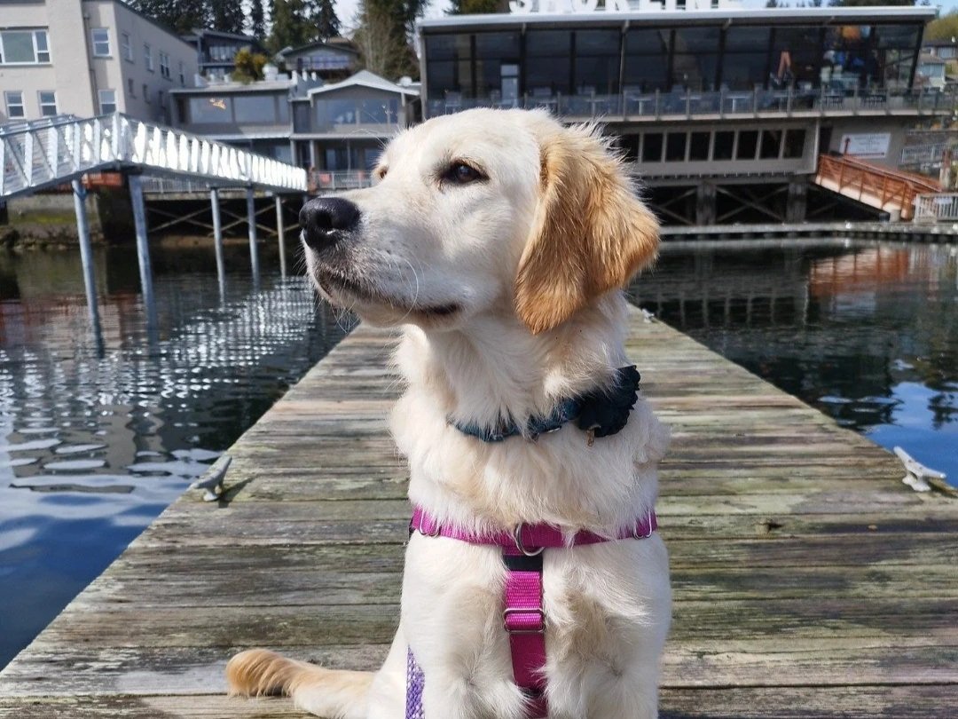 A yellow Labrador retriever puppy sitting on a wooden dock by the water, with buildings and trees in the background and a sign that reads 'SHORLINE'.