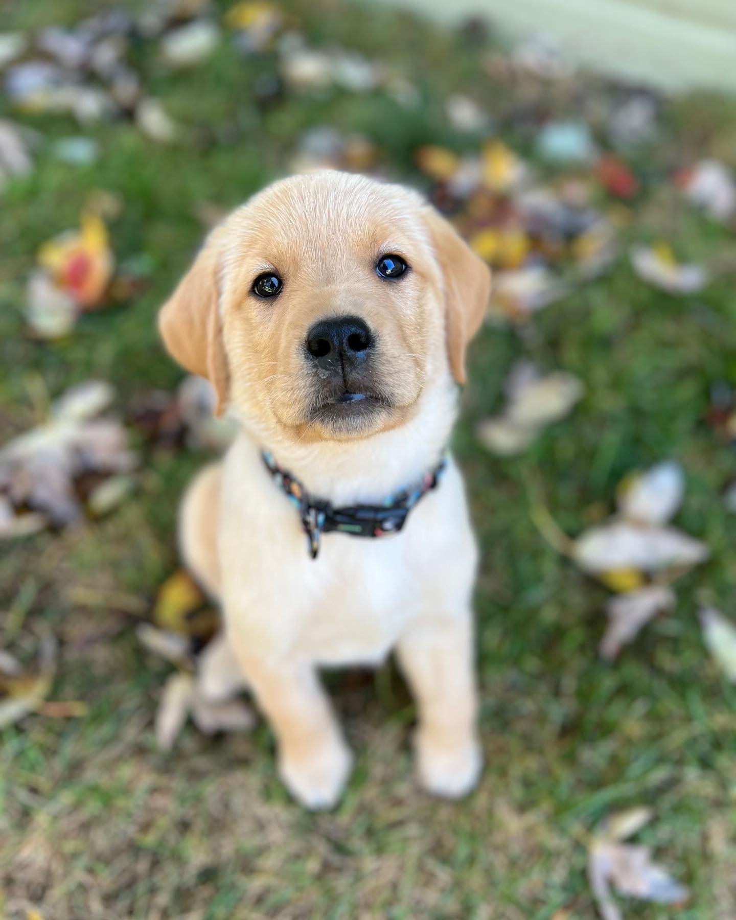 Cute yellow Labrador puppy sitting outdoors with fallen leaves on the grass.