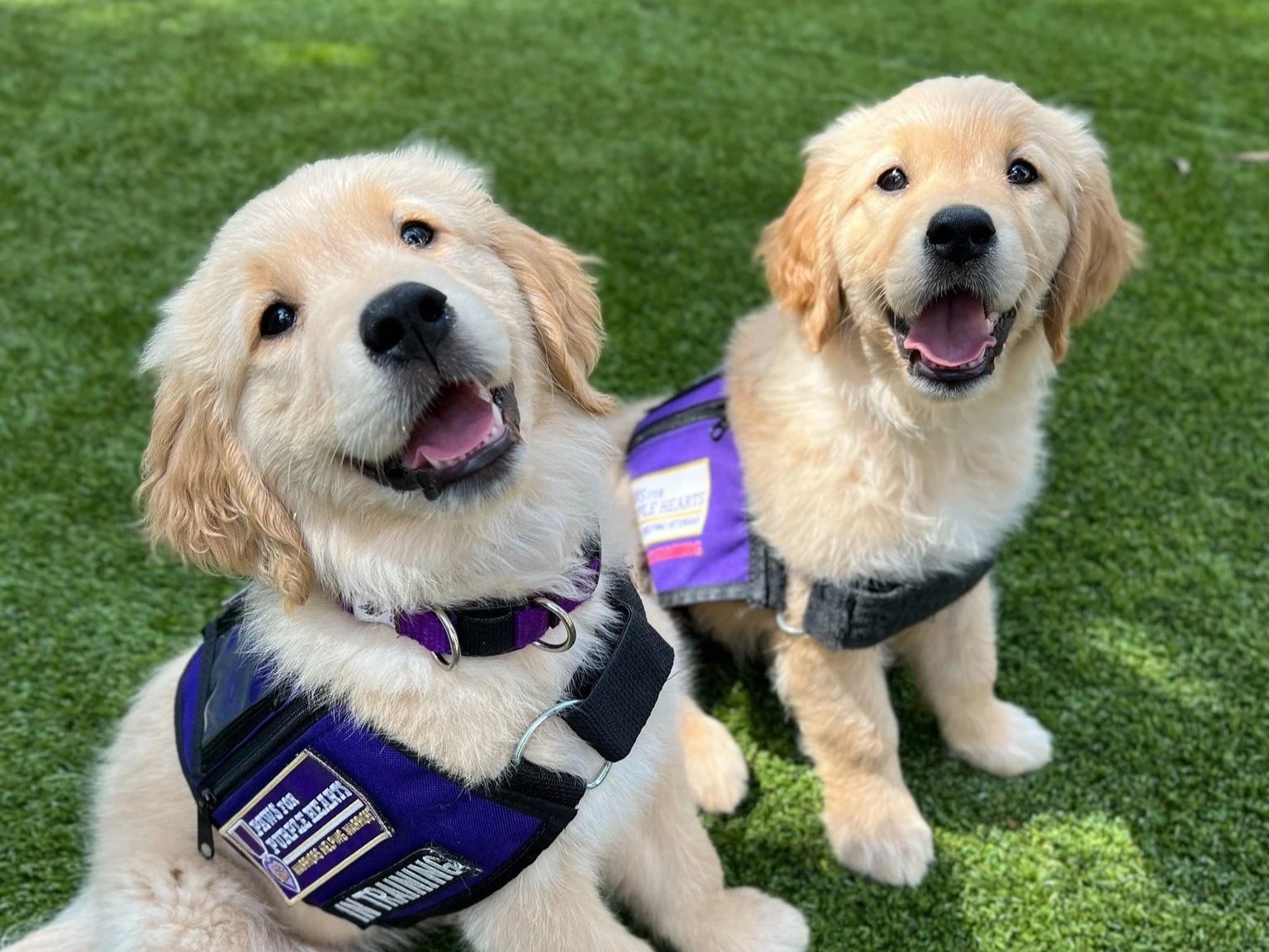 Two happy golden retriever puppies sitting on green grass, wearing purple service dog vests.
