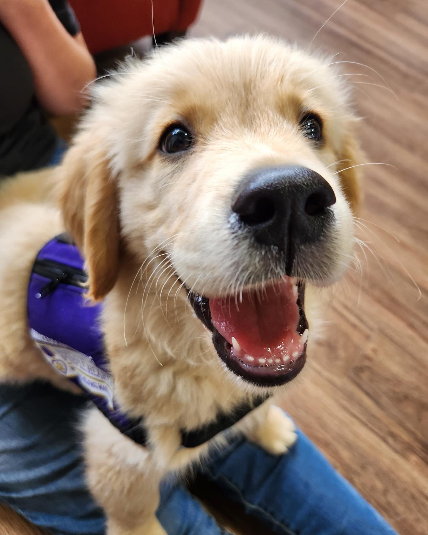 Close-up of a happy golden retriever puppy with a purple harness, sitting on someone's lap on wooden flooring, with its mouth open in a smile.