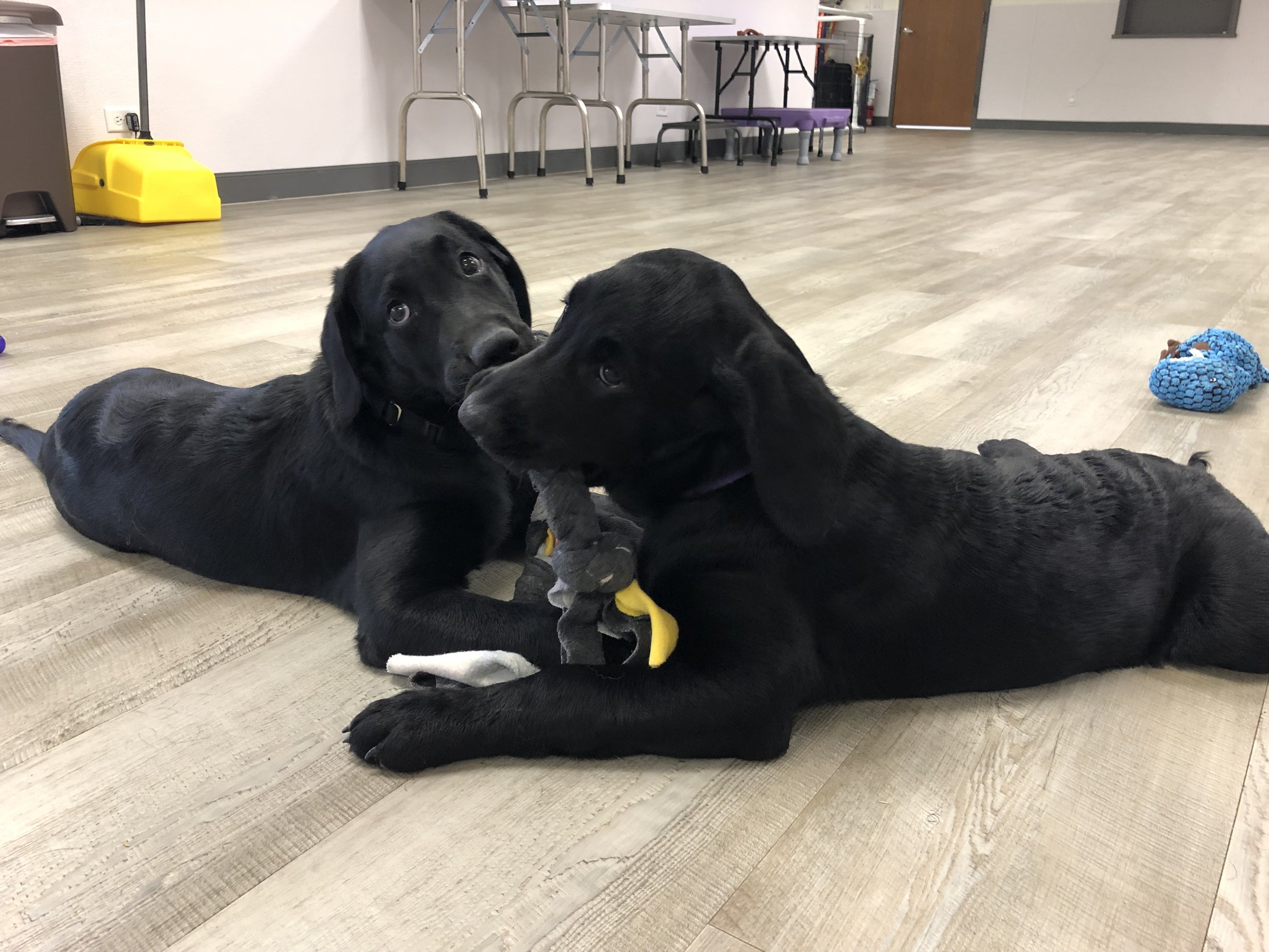 Two black puppies lying on a wooden floor playing with a small stuffed toy. One puppy is looking at the camera, the other is focused on the toy. There are chairs, a yellow waste bin, and toys in the background.