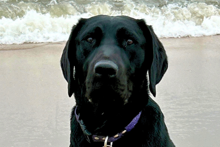 Black Labrador Retriever sitting on the beach with waves in the background